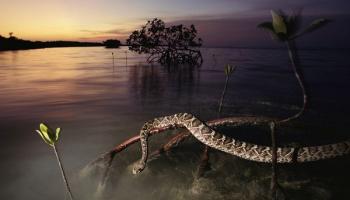 Flora e fauna delle zone umide in 12 foto spettacolari