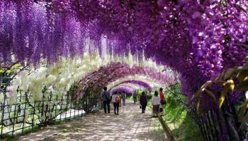 Wisteria Tunnel nei Kawachi Fuji Gardens a Kitakyushu in Giappone