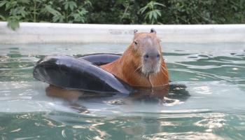 Gary il capibara, il roditore domestico più grande del mondo