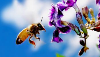 Che fine hanno fatto le api? Cronaca di una presunta estinzione