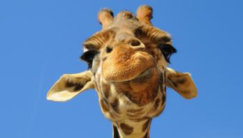20 Curiosità sulle giraffe che forse non conoscete