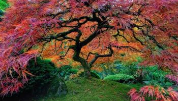 I 16 alberi più belli del mondo