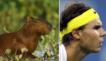 Capibara che assomigliano a Rafael Nadal