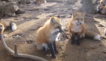Zao Fox Village in Giappone, l’incantevole villaggio delle volpi