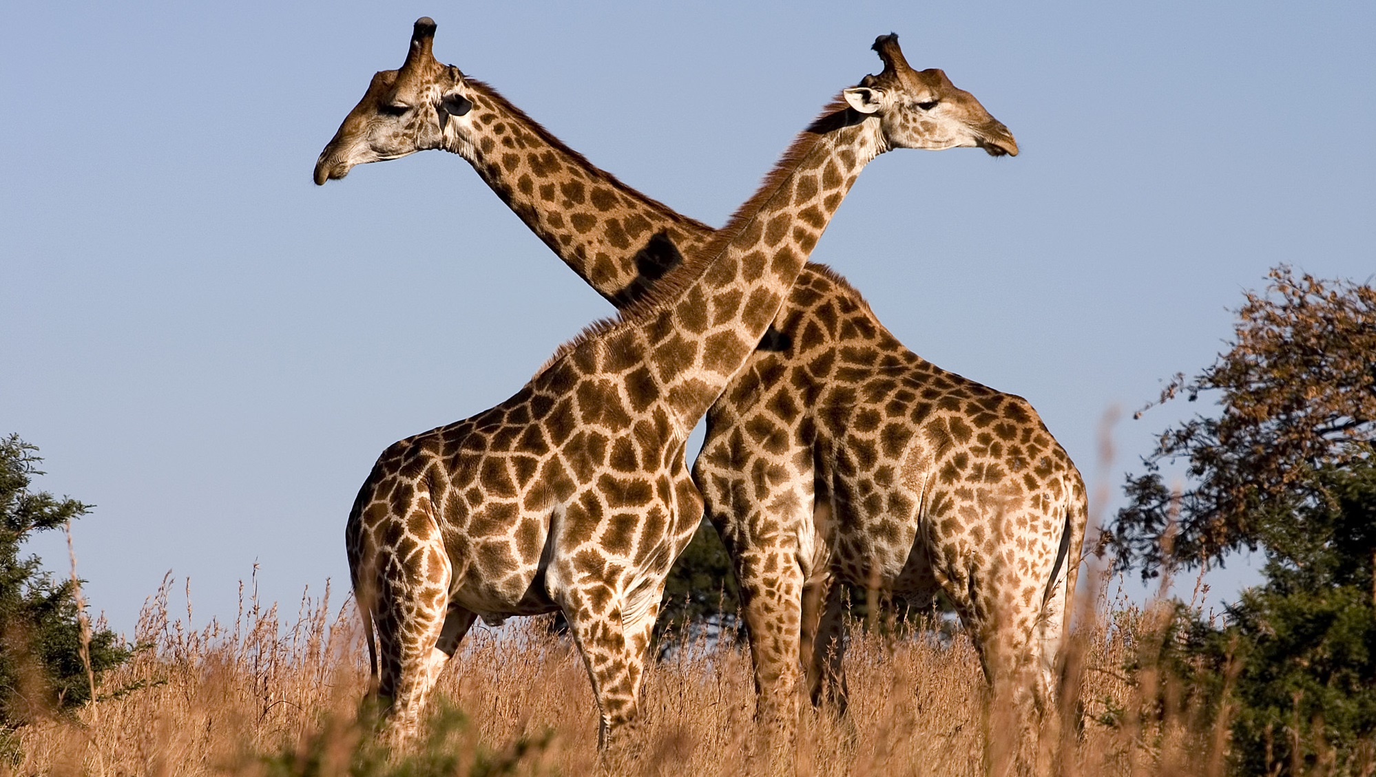 Giraffe gay