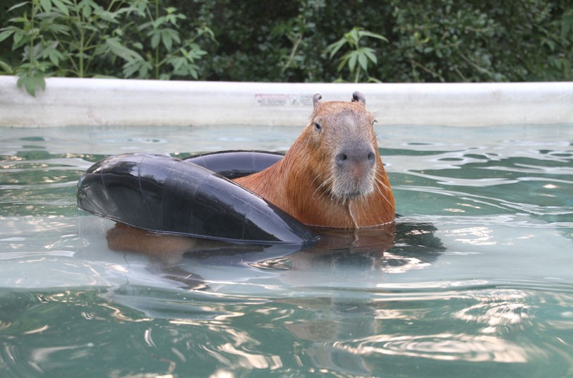 Gary il Capibara in piscina