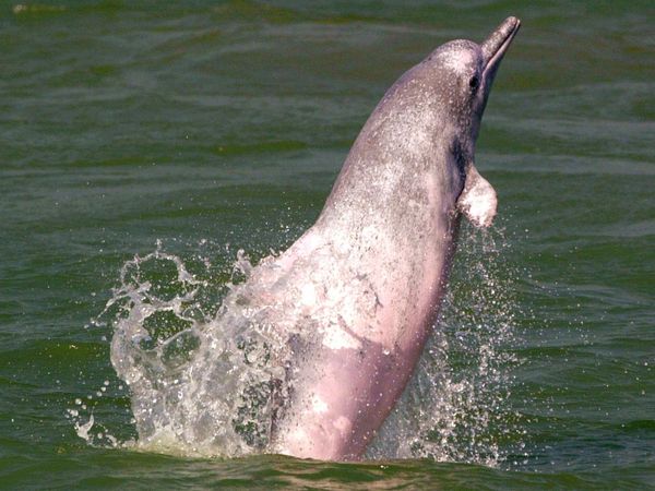 Delfino bianco cinese