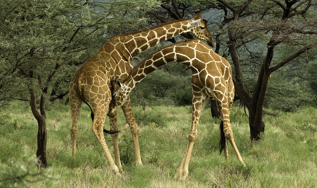 Coppia di giraffe