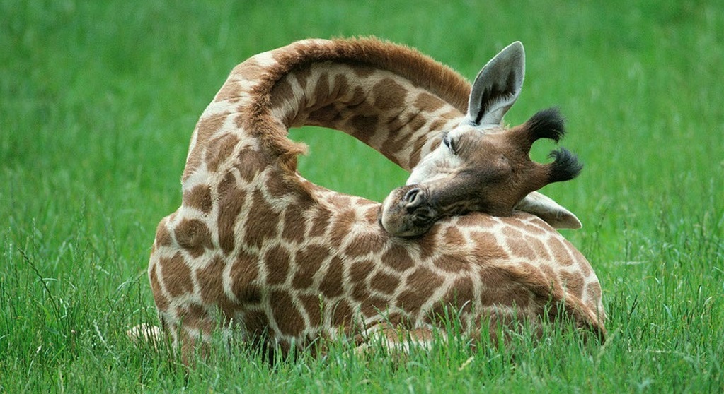 Cucciolo di giraffa