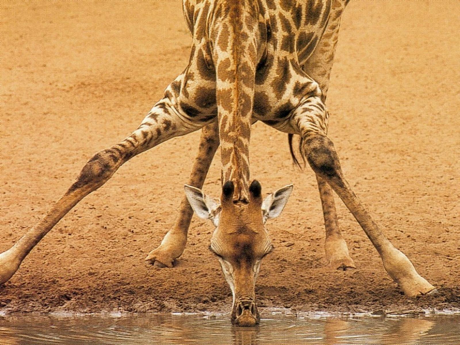 Giraffa che beve