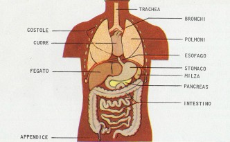 Organi interni