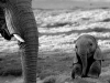 cucciolo-di-elefante