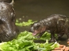 cucciolo-di-ippopotamo