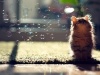 Kitten Observes Transit of Bubbles