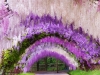 Wisteria Tunnel in fiore