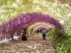 Wisteria Tunnel in fiore