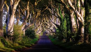 Dark Hedges in Irlanda, un viale di faggi tra fiaba e leggenda