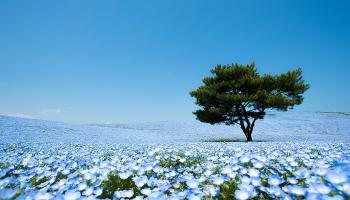 Hitachi Seaside Park: in Giappone fioriscono milioni di fiori blu