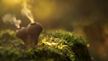 I funghi più strani del mondo in 25 foto fantastiche