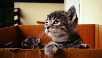 Perché i gatti fanno le fusa: significato e benefici